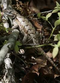 Eastern Fence Lizard